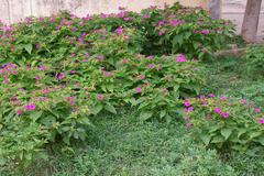 Mirabilis jalapa